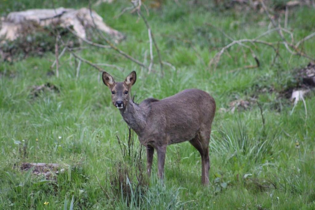 Gite La Cabuche Proche Du Zoo De Beauval Le Controis-en-Sologne 外观 照片