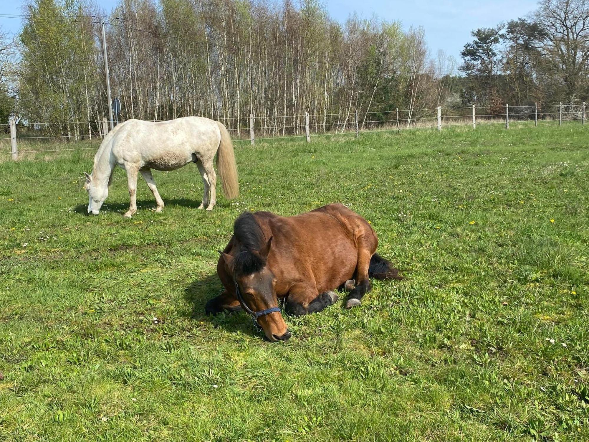 Gite La Cabuche Proche Du Zoo De Beauval Le Controis-en-Sologne 外观 照片